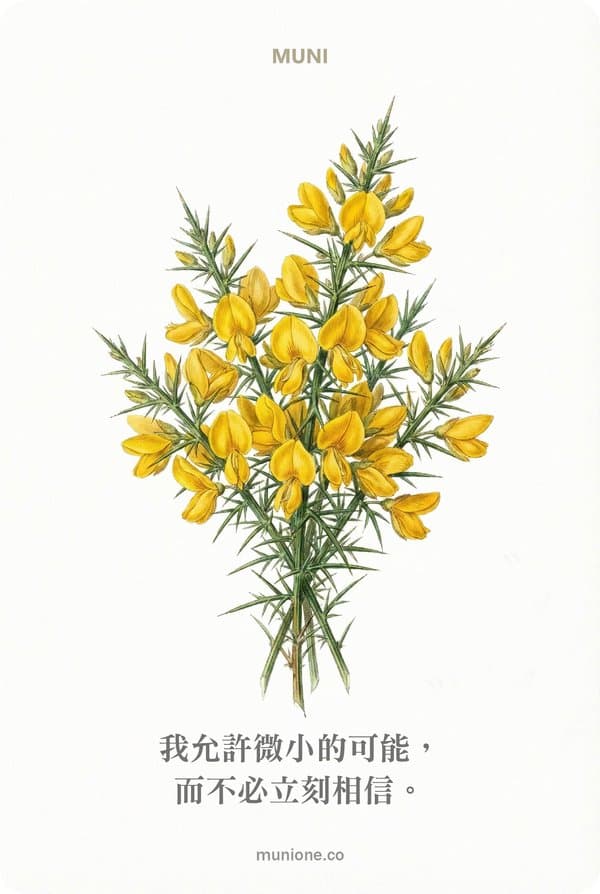 Gorse(荊豆)
