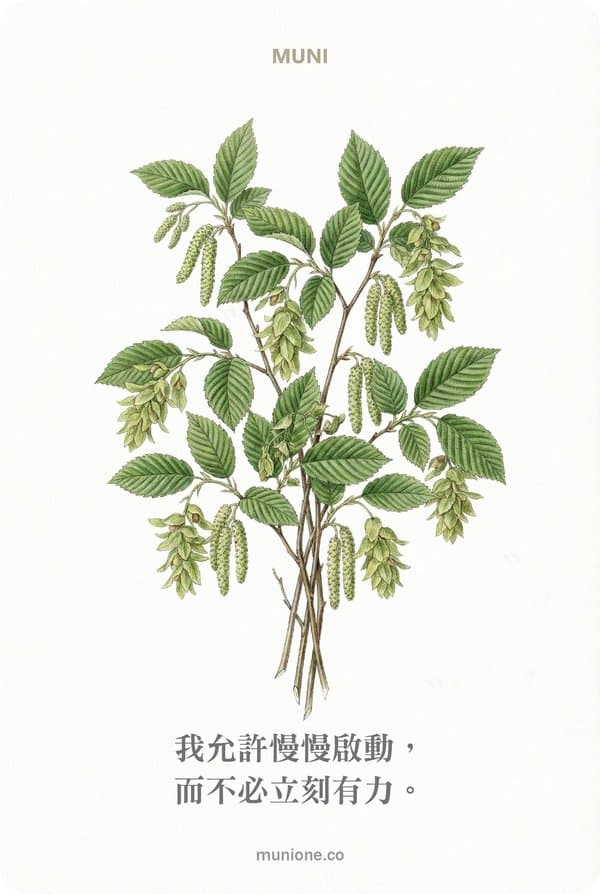 Hornbeam(角樹)