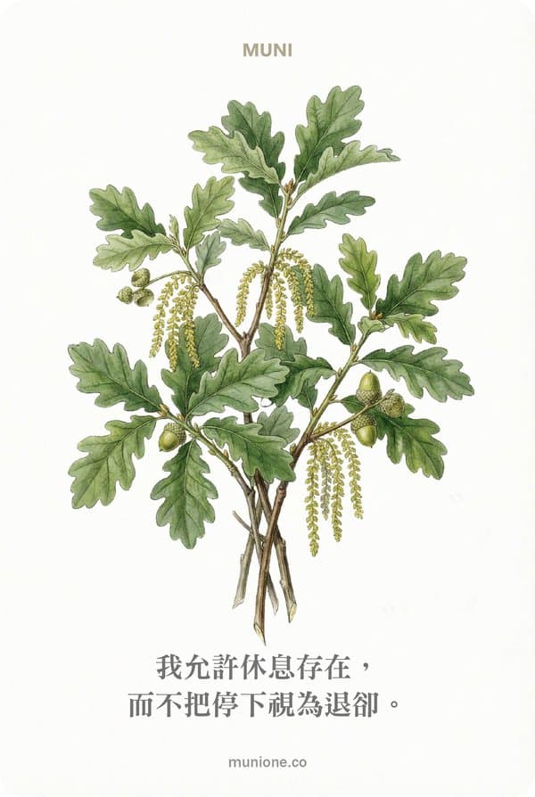 Oak(橡樹)