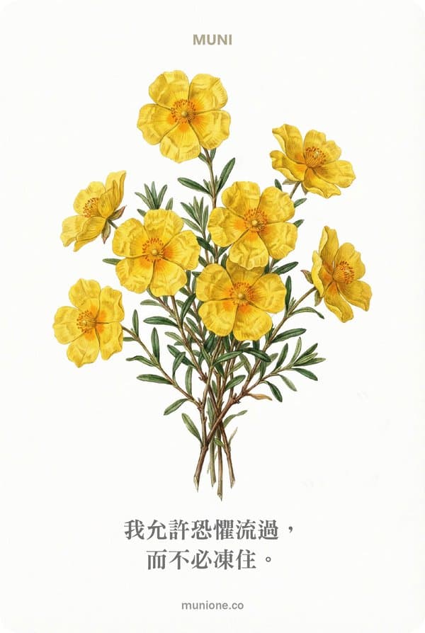 Rock Rose(岩玫瑰)