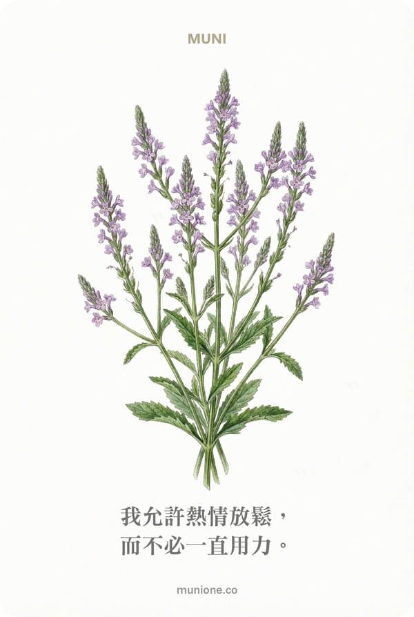 Vervain(馬鞭草)