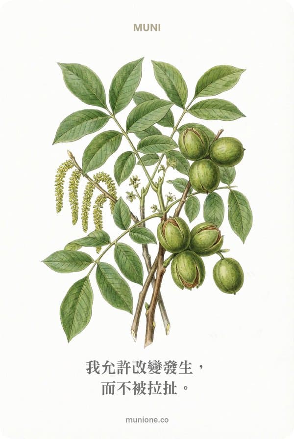 Walnut(胡桃)