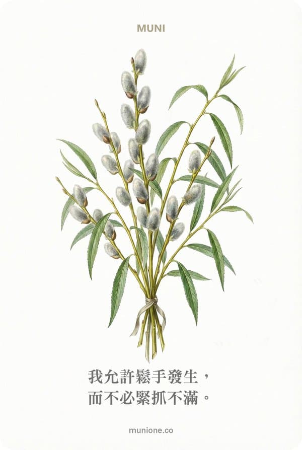 Willow(楊柳)