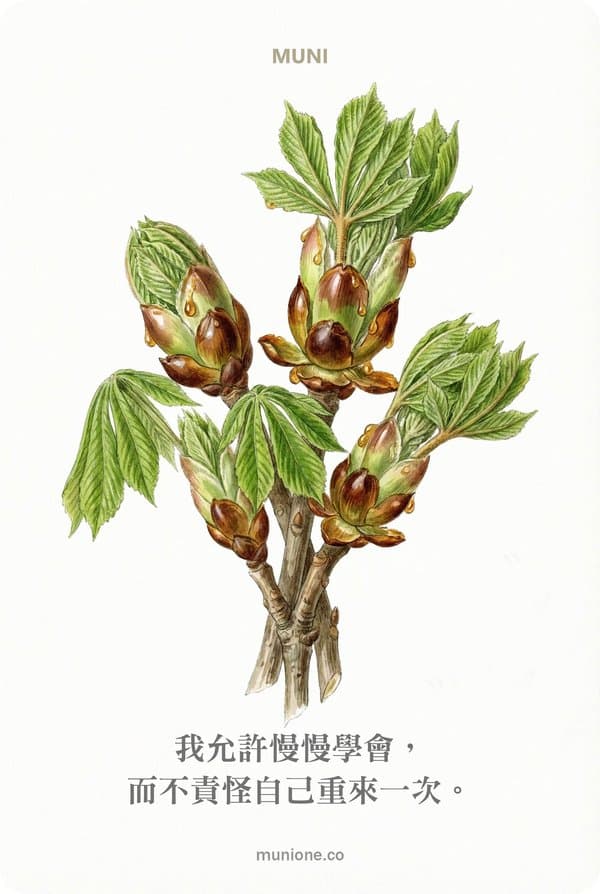 Chestnut Bud(栗樹芽苞)