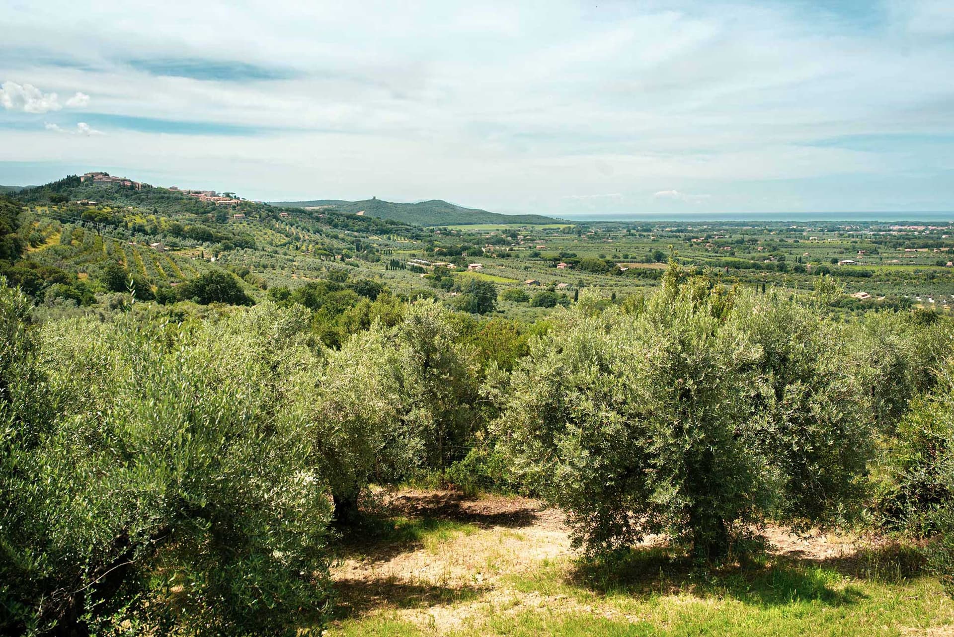 Fonte di Foiano 莊園橄欖園