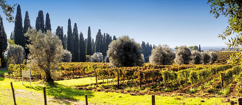 Bolgheri 橄欖園風景