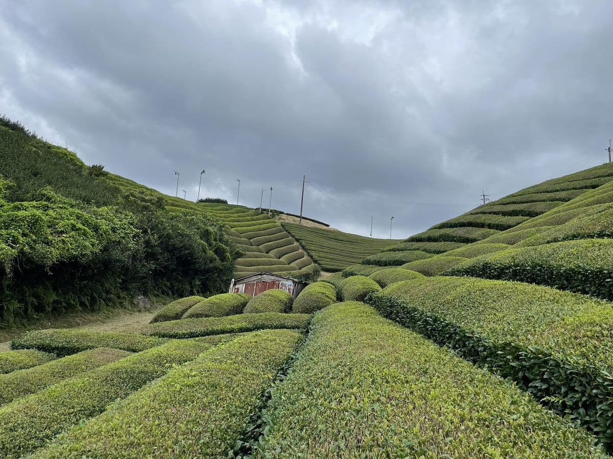 宇治有機茶園